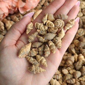 May include: A hand holding a collection of small, fossilized seashells. The shells are a light brown color and have a variety of shapes and sizes.