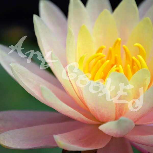 Lily in Bloom | Original Photography | Digital Photo Prints