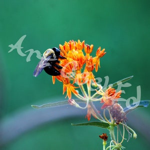 Humble Bumblebee - Pollinator at Large | Original Photography | Digital Photo Prints