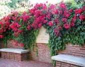 Red Climbing Rose Bush 20 or 100 Seeds Rare-Free Shipping-USA Seller
