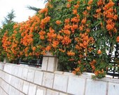 Orange Climbing Rose Bush 20 or 100 Seeds Rare-Free Shipping-USA Seller