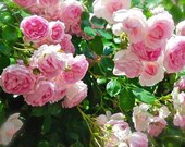Pink Climbing Rose Bush 20 or 100 Seeds Rare-Free Shipping-USA Seller