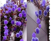 Purple Climbing Rose Bush 20 or 100 Seeds Rare-Free Shipping-USA Seller