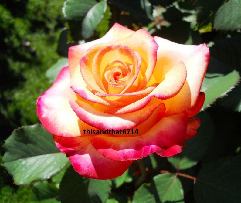 Love & Peace Rose Bush 20 or 100 SeedsRare-Free Shipping-USA | Etsy