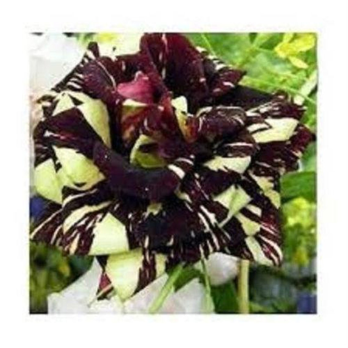 Black Dragon Rose Bush 20 Seedsrarefree Shippingusa Seller Etsy