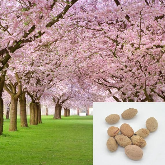 Pink Cherry Blossoms Tree Seeds Sakura 10/20/50/100 PacksSame Etsy