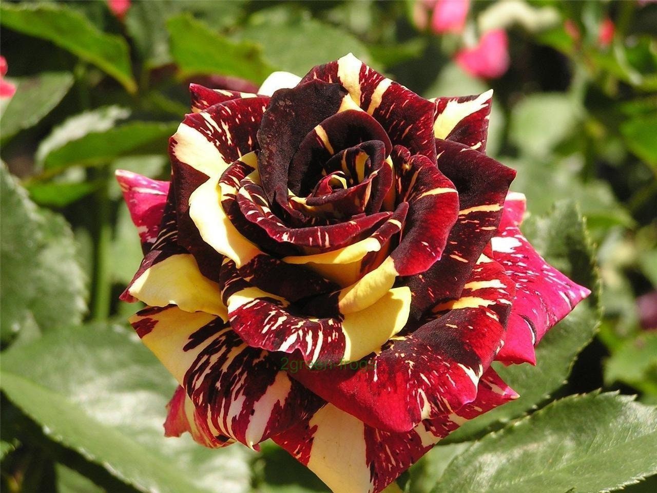 Meteor Shower Rose Bush 20 or 100 Seeds~Rare-Free Shipping-USA Seller