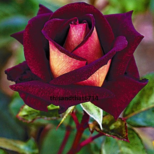 RARE Midnight Blue ROSE Flower Tree Bush 3 .10 20 or 30 - Etsy