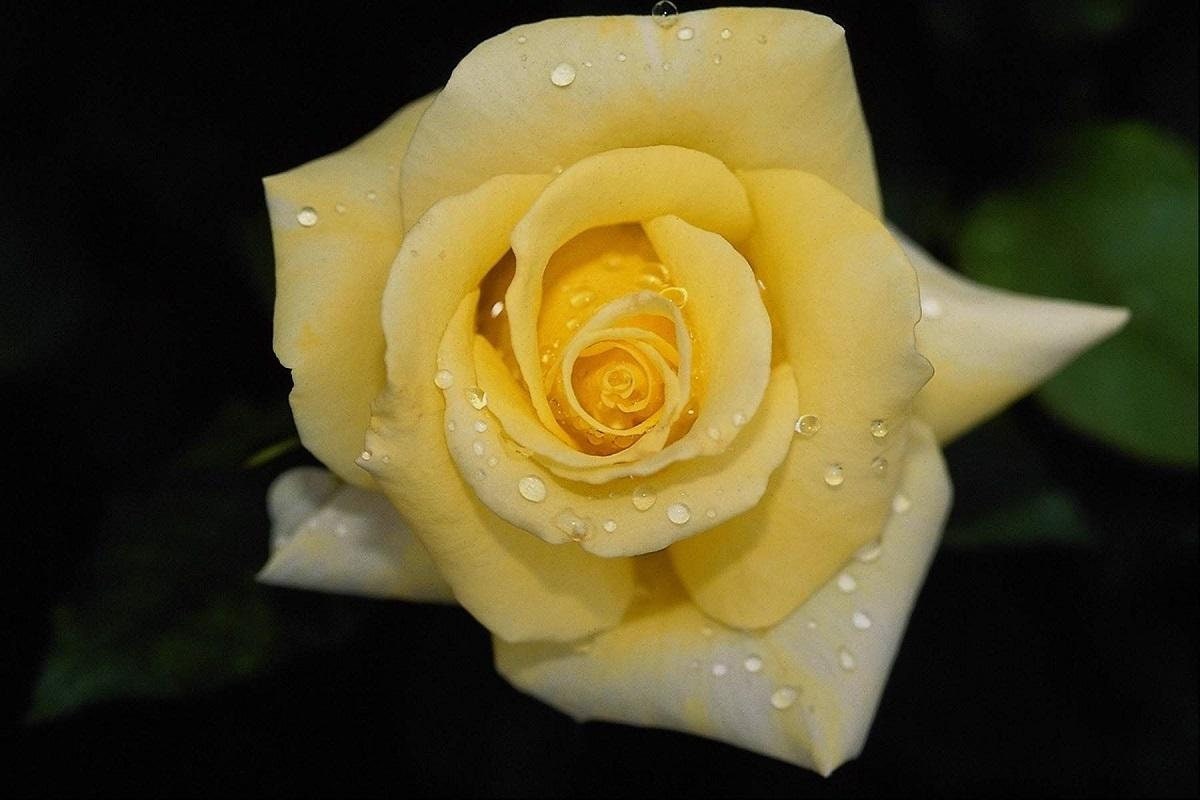 Light Yellow Rose Background