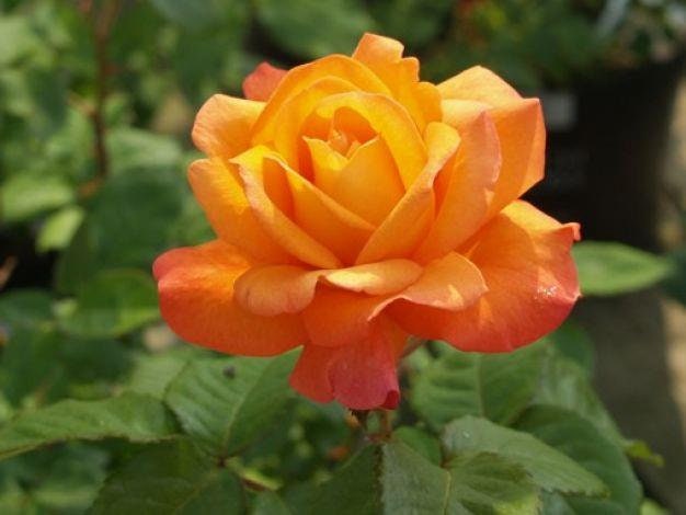 Orange Rose Bush 20 or 100 Seeds~Rare-Free Shipping-USA Seller