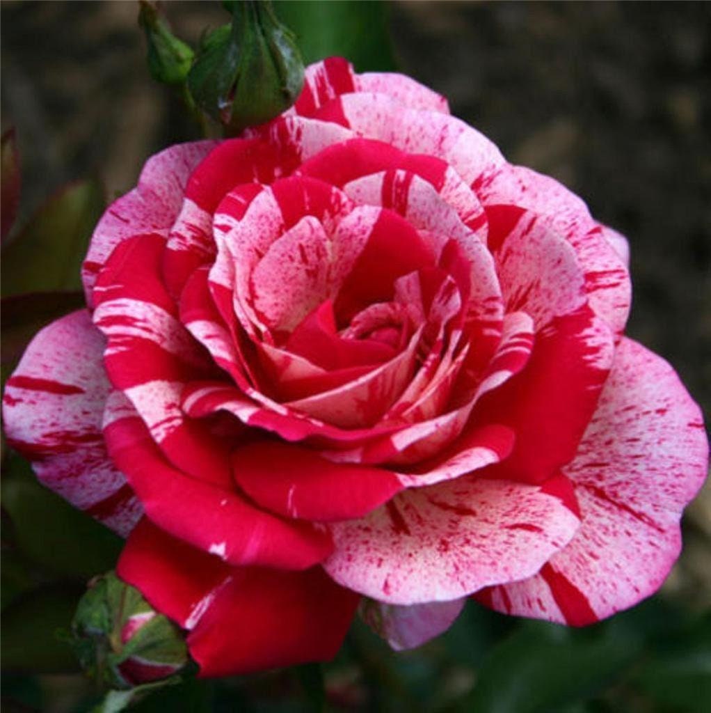 Red Dragon Rose Bush 20 or 100 Seeds~Rare-Free Shipping-USA Seller