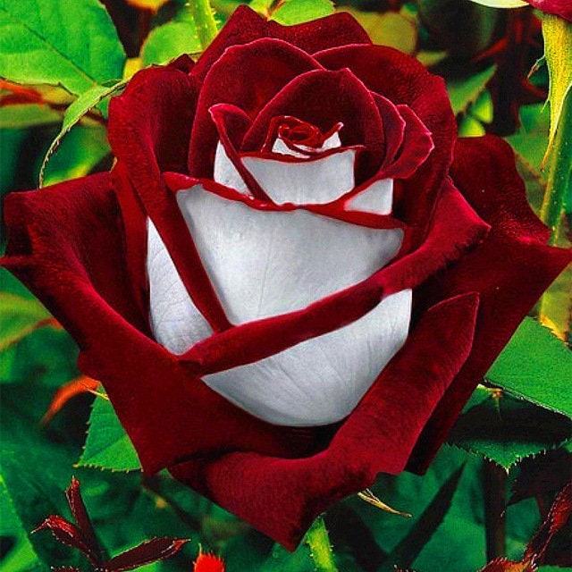 30PCS Unique Rare Dragon Rose Flower Seeds Garden Plants Seeds Flower Seeds TR 30PCS Unique Rare Dragon Rose Flower Seeds Garden Plants Seeds Flower Seeds TR