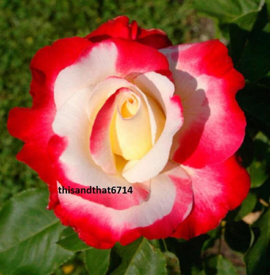 Double Delight Rose Bush 35 or 100 Seedsrarefree Etsy