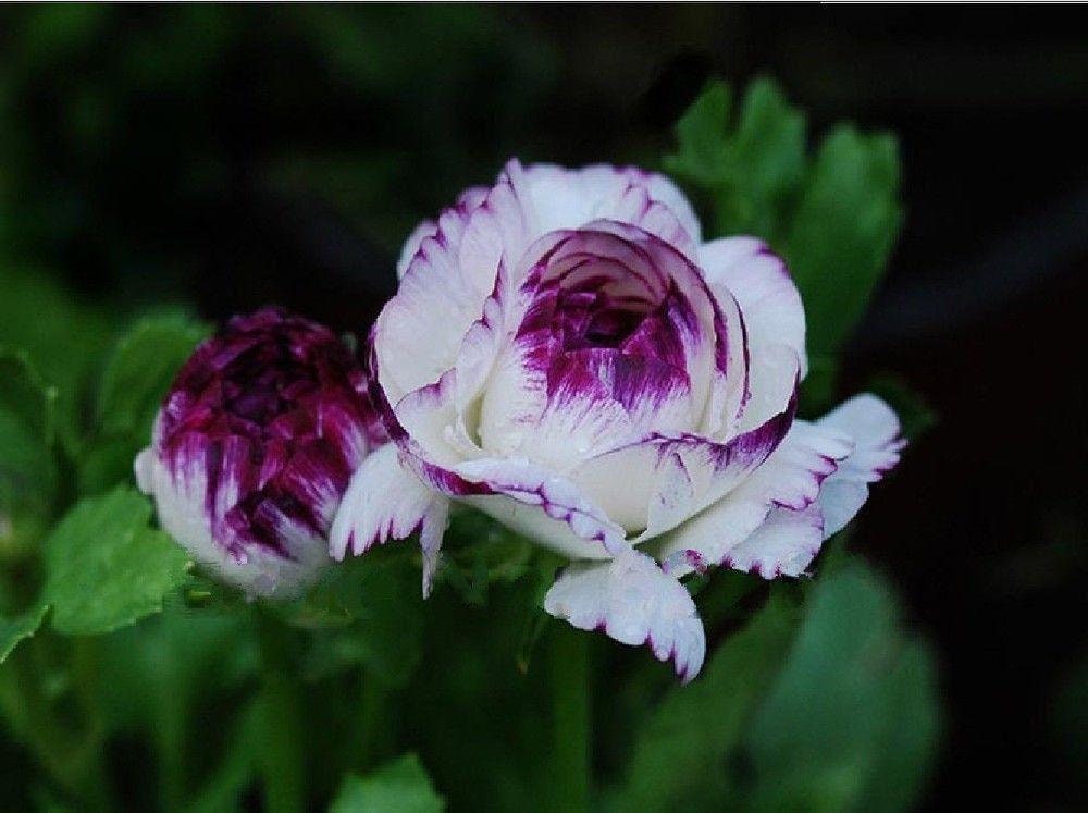 Persian Rose Bush 20 or 100 Seeds~Rare-Free Shipping-USA Seller