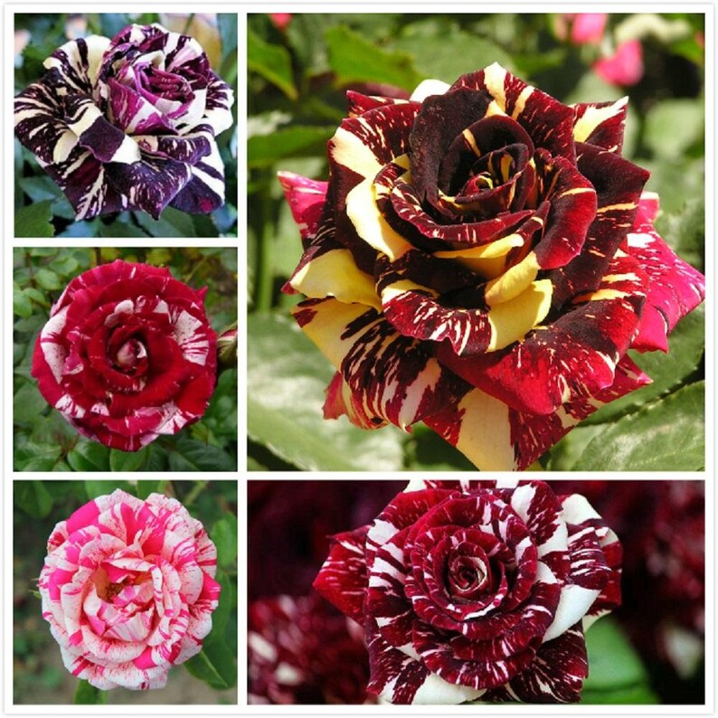 5 Different Striped Roses 20 or 100 Seedsrarefree Etsy