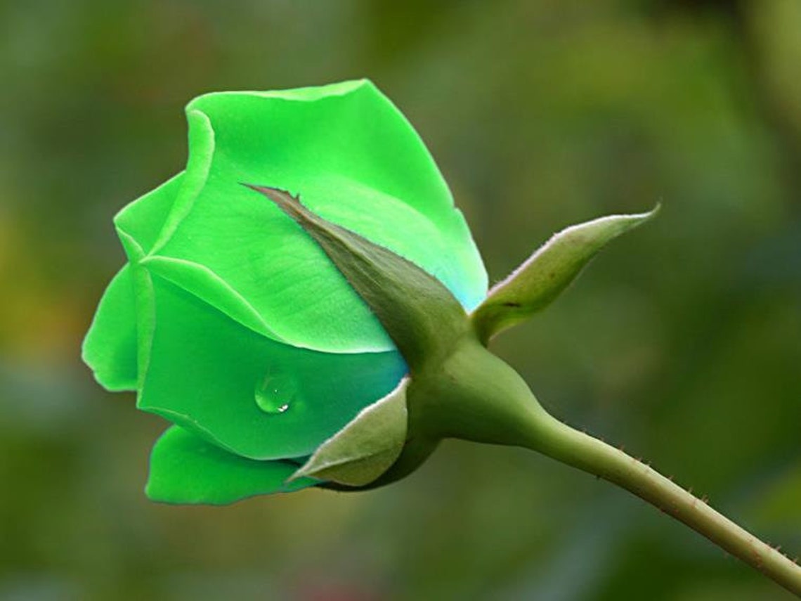 Bright Green Rose Bush 20 SeedsRareFree ShippingUSA Seller Etsy