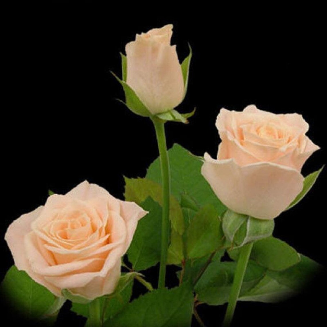 Champagne Rose Bush 20 or 100 Seedsrarefree Shippingusa Etsy