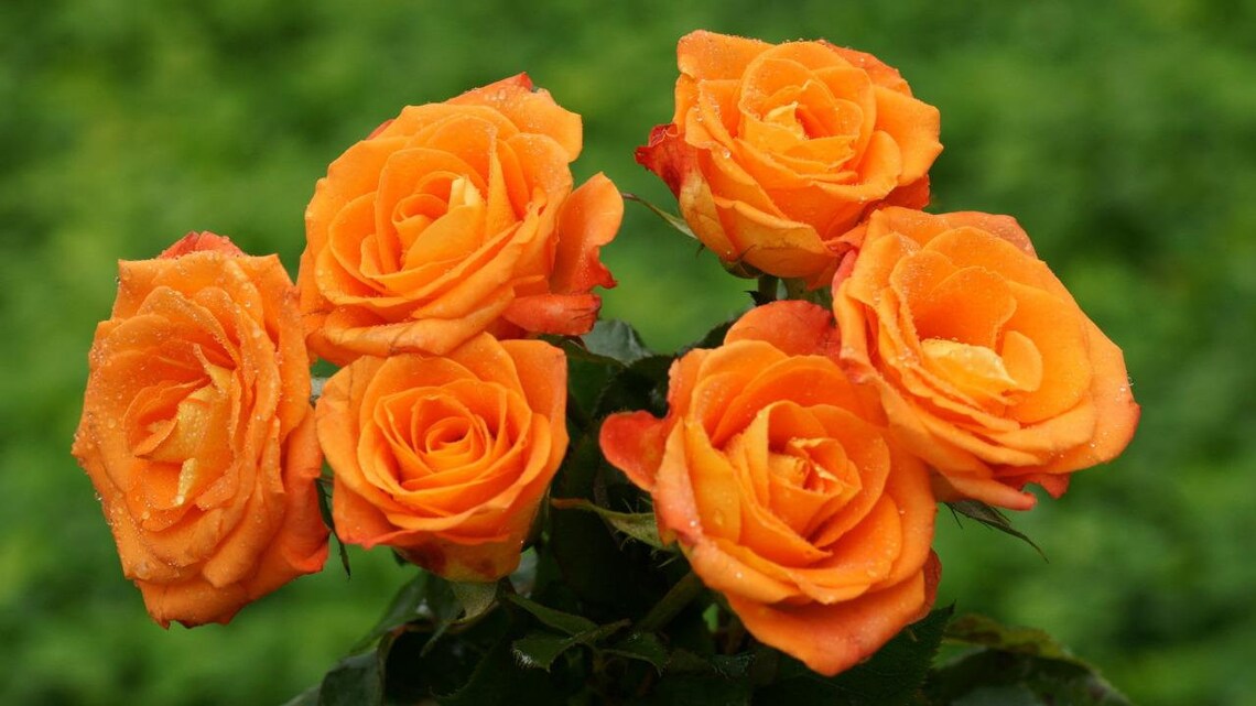 Orange Rose Bush 20 or 100 Seedsrarefree Shippingusa Seller Etsy