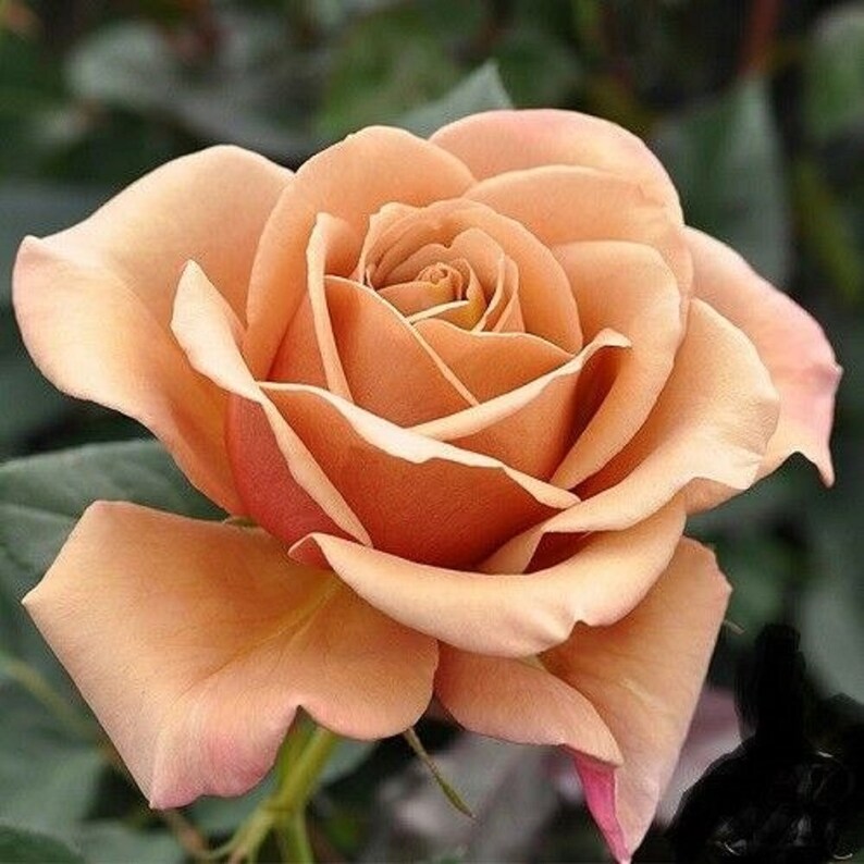 Hot Chocolate Rose Bush 20 SeedsRareFree ShippingUSA Seller Etsy