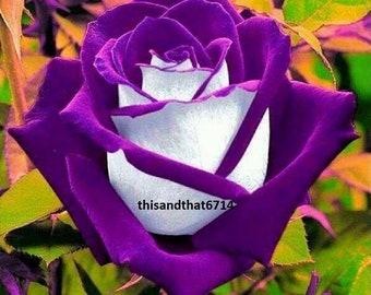 Details about 100pcs Purple Rose Climbing Rose Seeds Perennial Flower Garden Decor Home Plant Details about 100pcs Purple Rose Climbing Rose Seeds Perennial Flower Garden Decor Home Plant