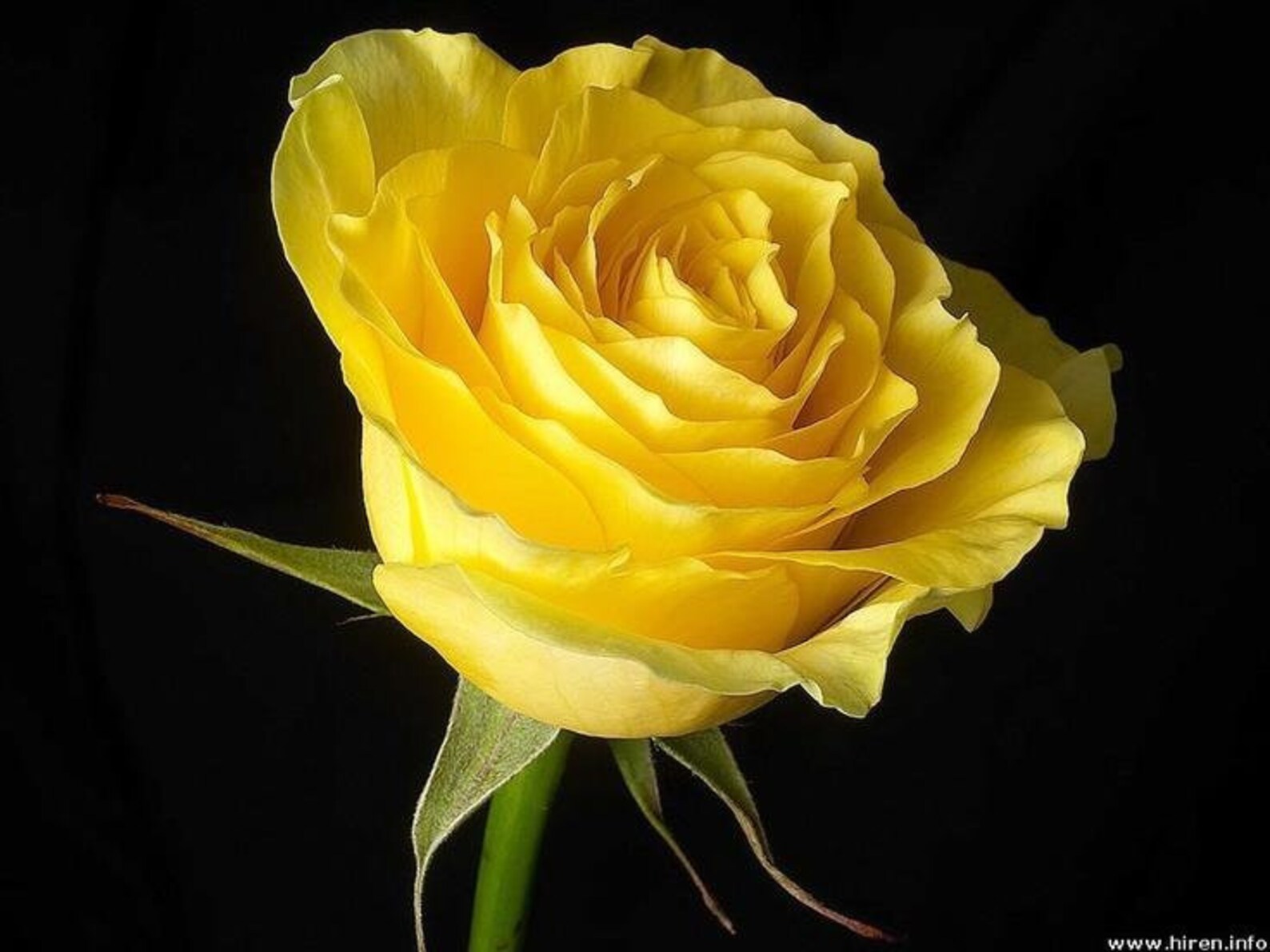 Bright Yellow Rose Bush 20 or 100 Seedsrarefree Shippingusa Etsy