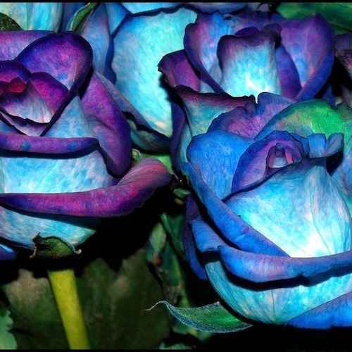 RARE Midnight Blue ROSE Flower Tree Bush 3 .10 20 or 30 Etsy