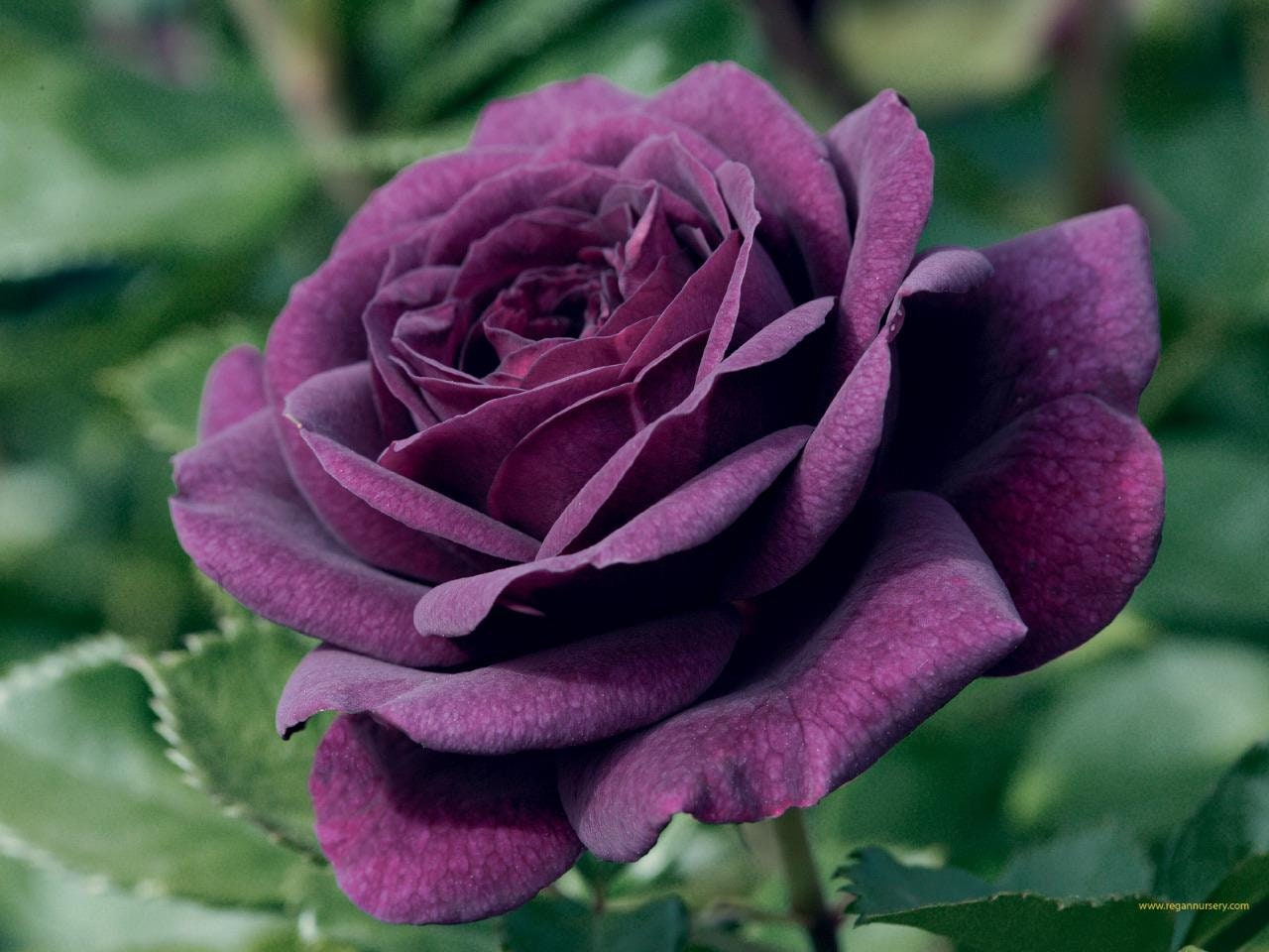 Dark Purple Rose Bush 35 or 100 Seedsrare-free Shipping-usa - Etsy