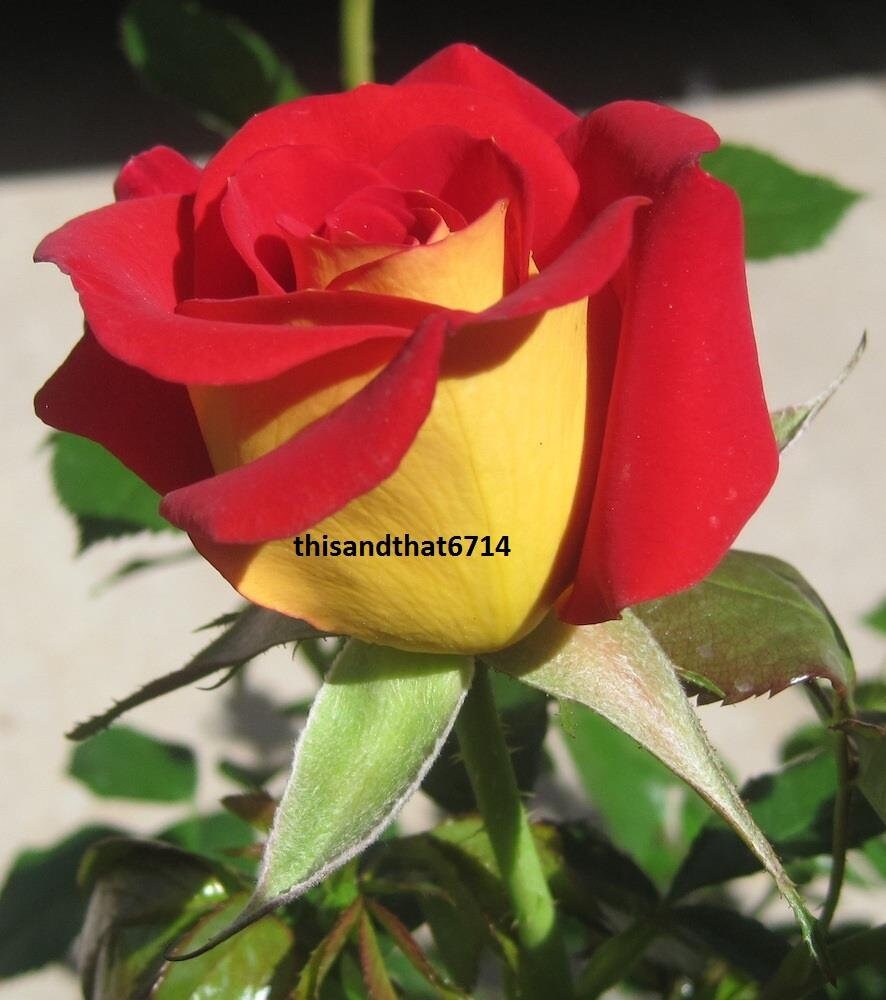 Ketchup & Mustard Rose Bush 20 or 100 Seeds~Rare-Free Shipping-USA Se…