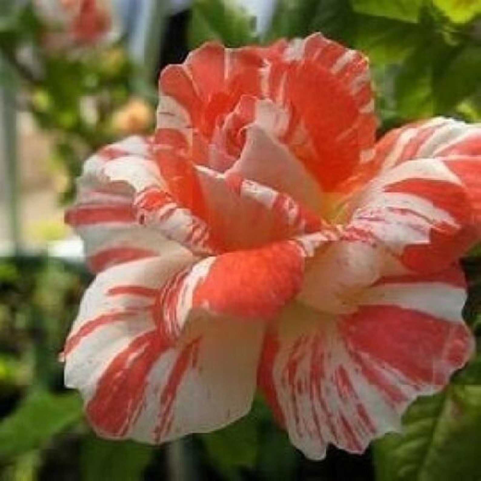 Orange Intuition Rose Bush 20 Seedsrarefree Shippingusa Etsy