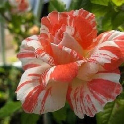 Orange Intuition Rose Bush 20 Seeds~Rare-Free Shipping-USA Seller