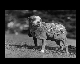 May include: A black and white photograph of a dog wearing a military uniform with medals. The dog is standing on a grassy field.