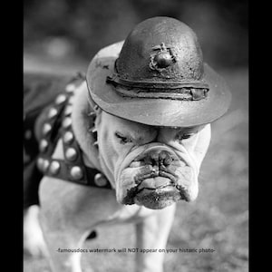 May include: A black and white photo of a bulldog wearing a military hat with a symbol on the front. The bulldog is looking directly at the camera.