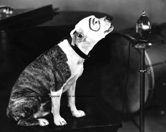 what kind of dog was petey on little rascals