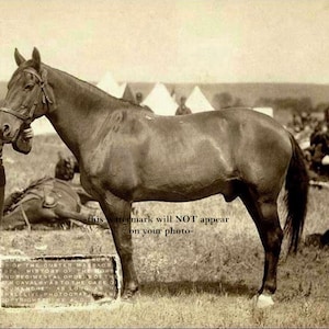 5x7 Last Survivor Comanche Horse PHOTO George Custer, Battle of the Little Bighorn, 7th Cavalry Custer&#39;s Last Stand