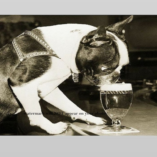 4x6 Crazy Vintage Dog Drinking Beer PHOTO Boston Terrier Glass Lager Bar 1959 circa