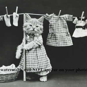 4x6 ヴィンテージ 子猫が洗濯室で洗濯をしている写真 面白い 1914 年復刻版写真 子猫の洗濯日 ランドリーバスケット 壁飾り