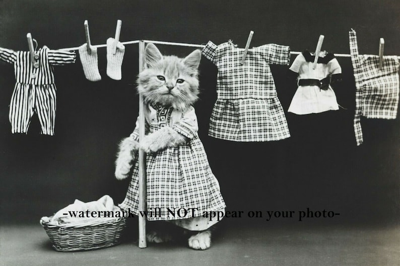 4x6 Vintage Kitty Cat Doing Laundry Room PHOTO Funny 1914 Etsy