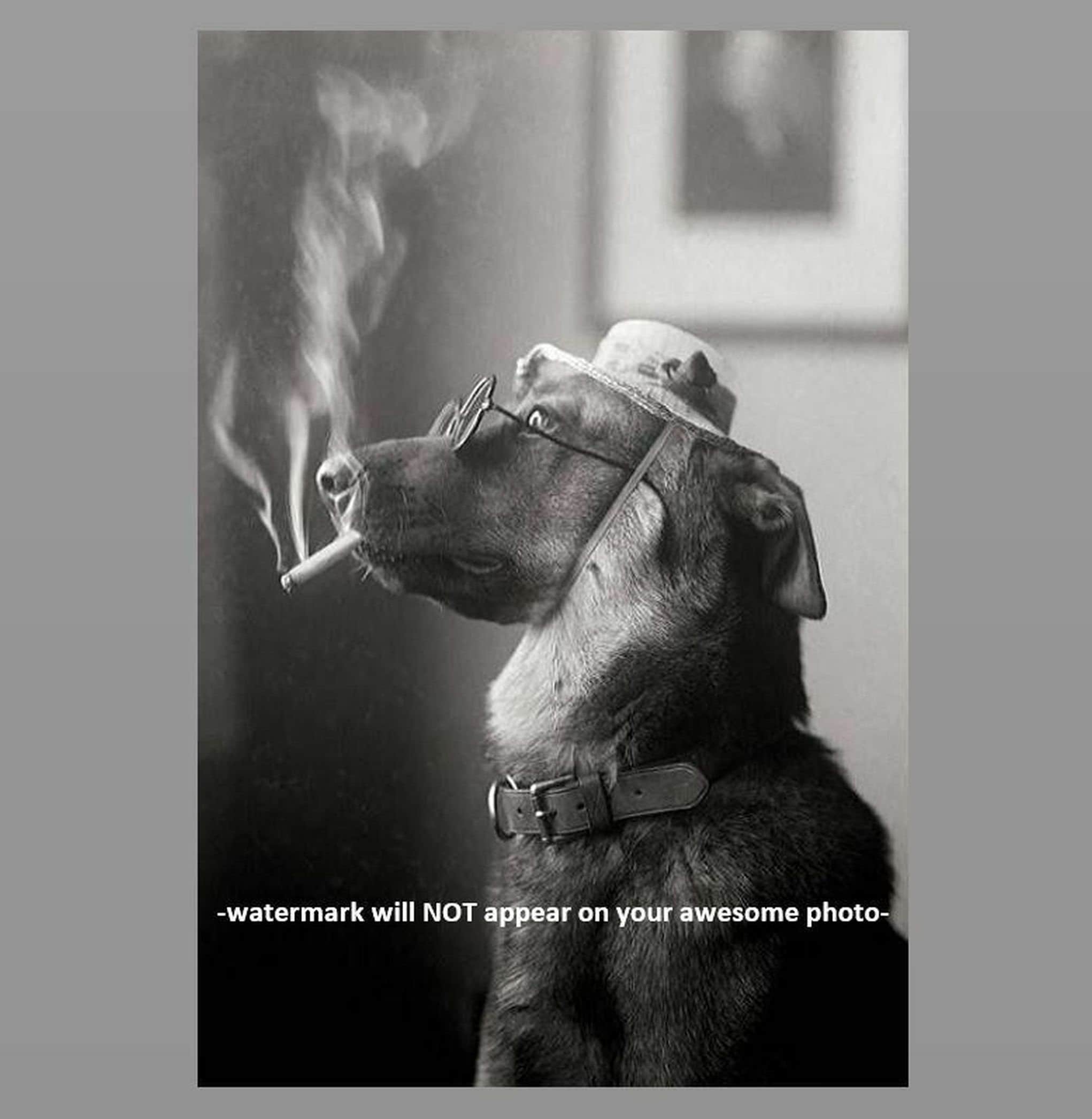 4x6 Crazy Vintage Dog Smoking Cigarette PHOTO Weird Funny Strange Circa  1920s Wearing Glasses Wall Decor