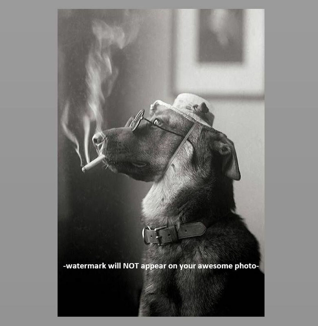 can a dog smoke a cigarette 4x6 Crazy Vintage Dog Smoking Cigarette PHOTO Weird Funny Strange Circa  1920s Wearing Glasses Wall Decor