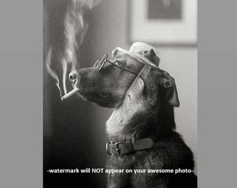dogs and cigarette smoke 4x6 Crazy Vintage Dog Smoking PHOTO Weird Funny Strange Circa 1920s Wearing Glasses Wall Decor Fine Print: A dog smokes
