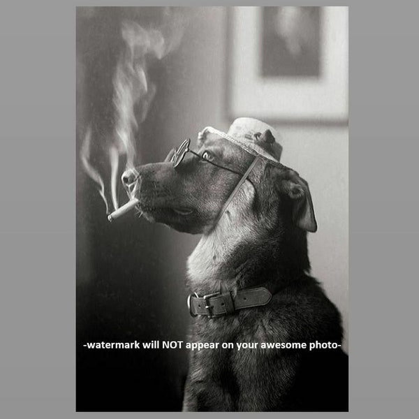 4x6 Crazy Vintage Dog Smoking Cigarette PHOTO Weird Funny Strange Circa 1920s Wearing Glasses Wall Decor