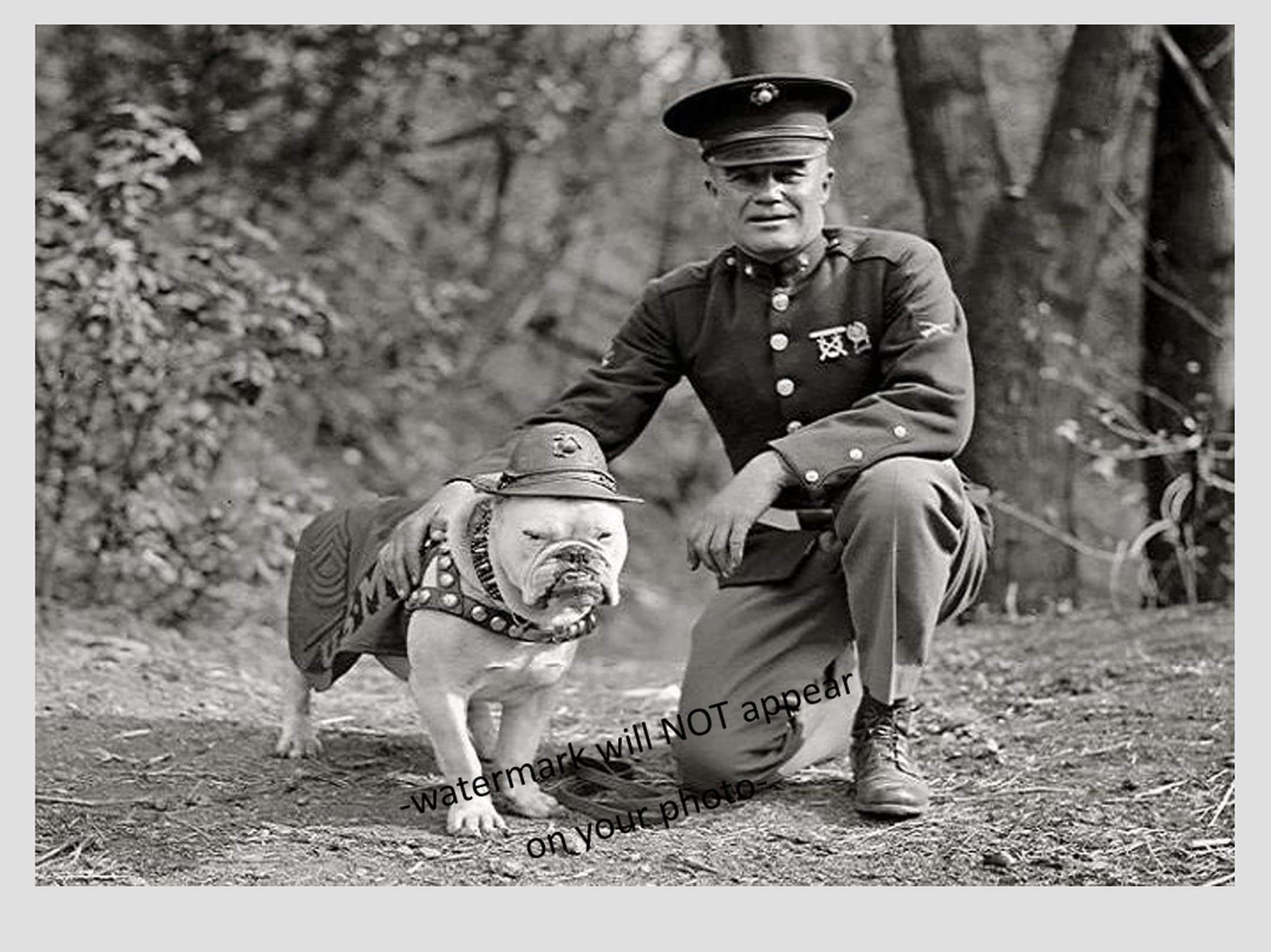 5x7 最初の海兵隊マスコット犬の写真 ジッグス軍曹、ブルドッグ USMC