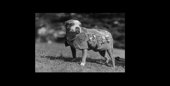 FOTO 4x6 del cane mascotte dell'esercito americano Stubby, eroe