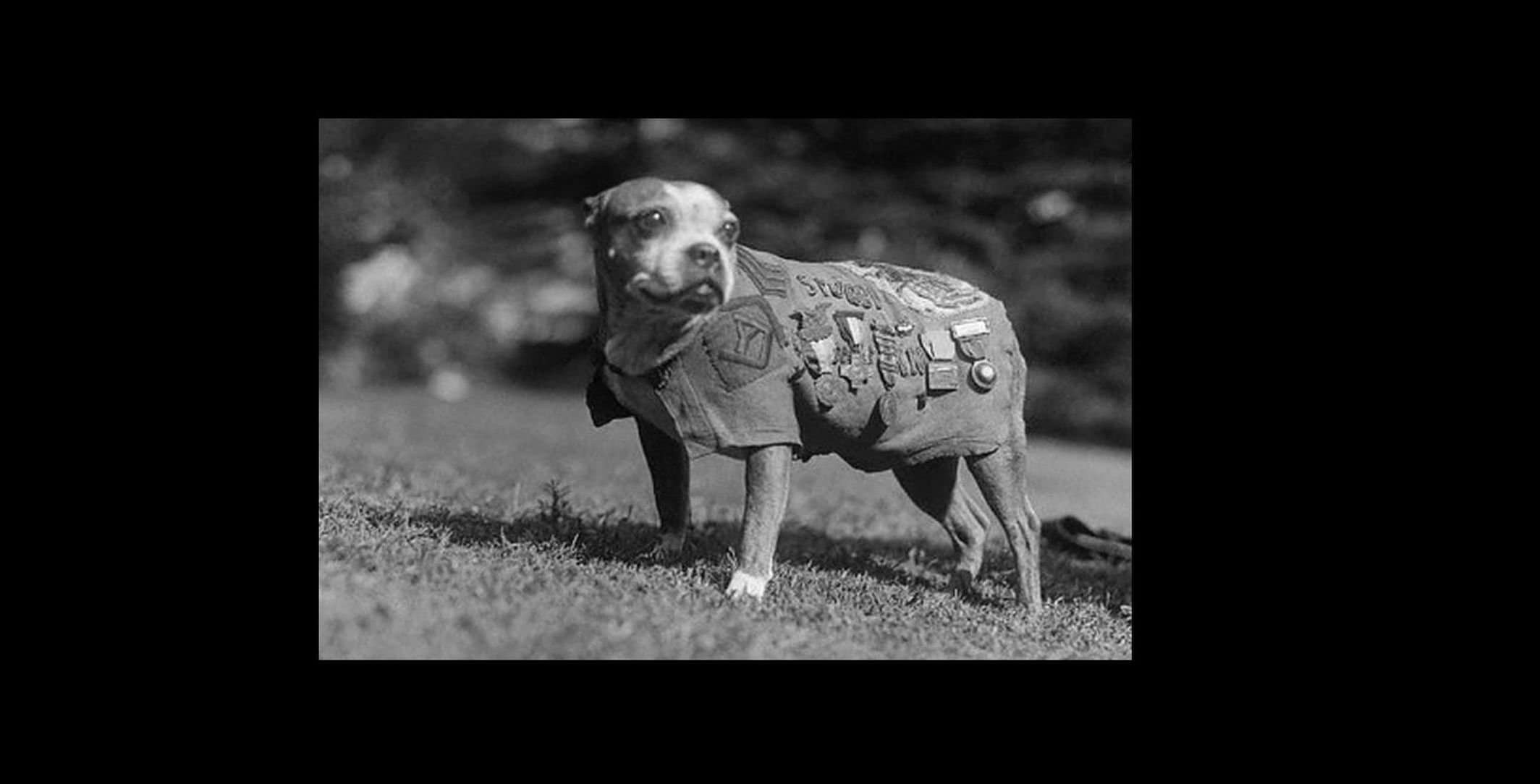 4x6 アメリカ陸軍のマスコット犬スタビーの写真 制服を着た英雄軍曹