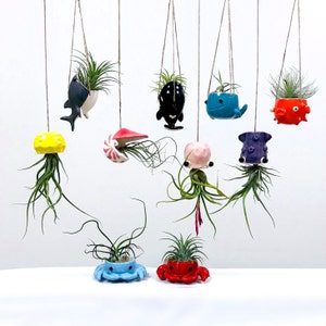 Sea creature air plant hanger, Tillandsia holder. Hanging octopus squid pufferfish whale nautilus jellyfish shark orca crab. Coastal decor