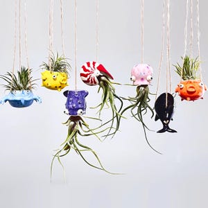 Può includere: Una collezione di fioriere in ceramica sospese con vari disegni di creature marine, tra cui un granchio blu, un pesce palla giallo e un nautilus rosso e bianco. Ogni fioriera contiene una piccola pianta aerea ed è sospesa con spago.