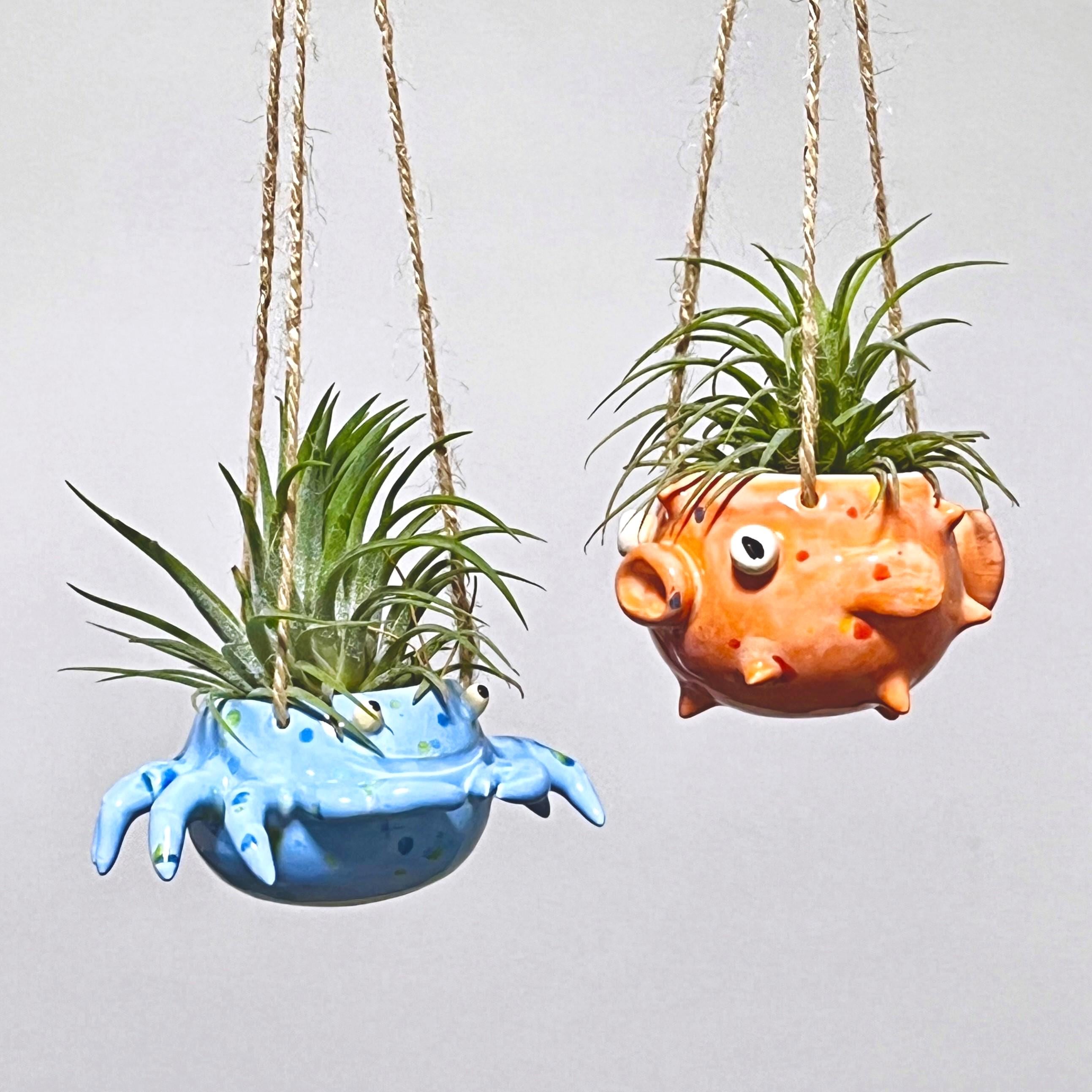 Sea Creature Air Plant / Tillandsia Holder. Ceramic Octopus, Squid