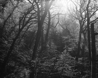 In het Betoverde Bos Zwart-wit foto digitale foto