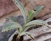 Tomentosa Panda Plant