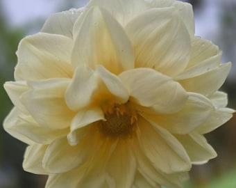 Dahlia White/Cream Flowers, Perennial (10+ Large Seeds)
